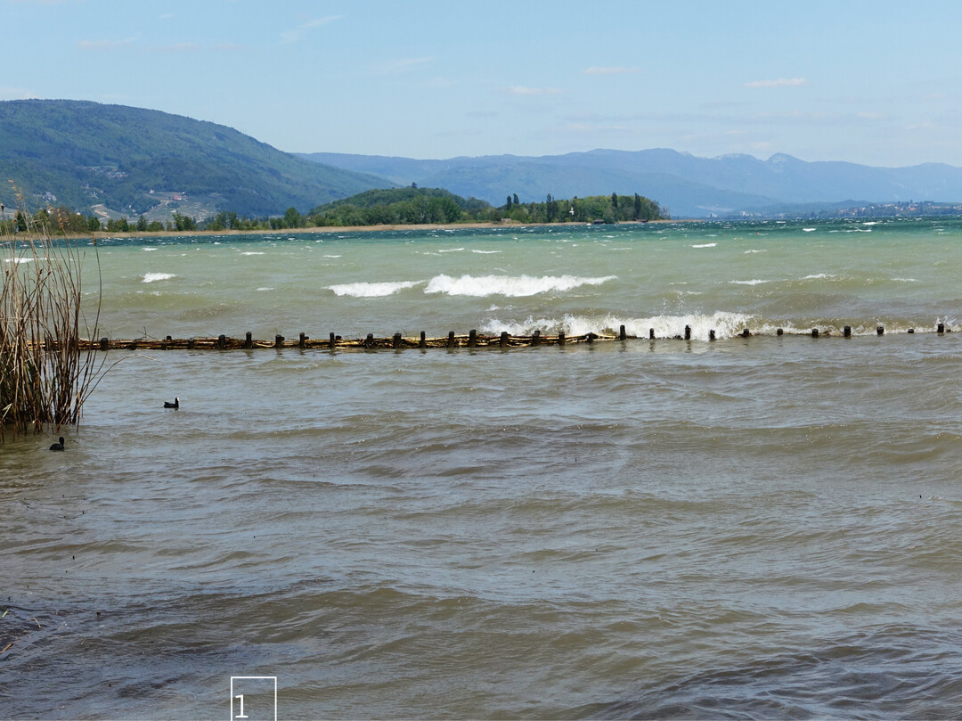 1 Schilfschutzmaßnahmen am Bielersee: Die eingebauten Lahnungen schützen vor Wellenschlag.