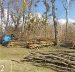 2 Als Ausgangsmaterial für die ingenieurbiologischen Maßnahmen wurden vor Ort Weidenäste geerntet.