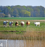 4 Teilgebiete auf Rügen werden jetzt in Zusammenarbeit mit Landwirten mit Rindern beweidet.
