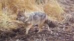 Goldschakal (Canis aureus)