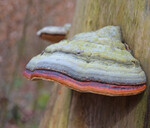 Rotrandiger Baumschwamm
