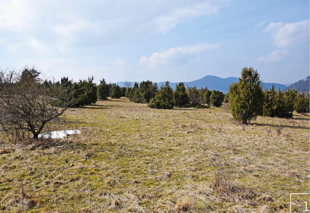 1 Wacholderheide im Fauna-Flora-Habitat-Gebiet „Dörnberg, Immelburg und Helfenstein“