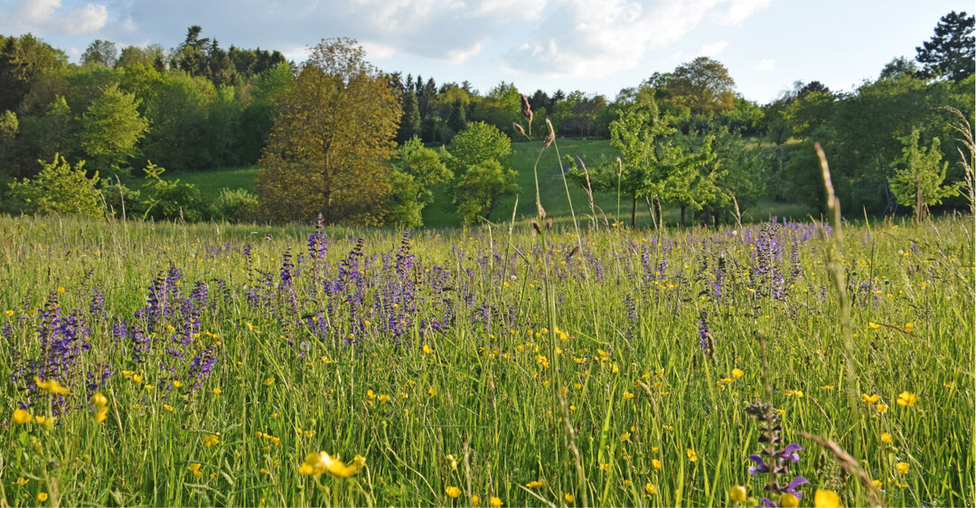Mähwiese in Baden-Württemberg