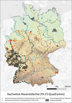 Abb. 1: Natürliches Areal der Mauereidechse in Deutschland (Zeitraum: 1990–2018, Ebene: TK25-Quadranten) sowie bekannte gebietsfremde Vorkommen (Stand 28. Februar 2021). Geofachdaten: DGHT e.V. (2018), aktualisiert nach Daten des Landesamtes für Umwelt Rheinland-Pfalz sowie uns zugegangenen Fundmeldungen und eigenen Daten. Geobasisdaten: OpenStreetMap, Bundesamt für Kartographie und Geodäsie (BKG) 2014, Bundesamt für Naturschutz (BfN).