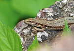 Abb. 3: Autochthone Mauereidechsen sind streng geschützt. Weibchen von der Nahe bei Bad Kreuznach.