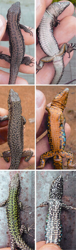 Abb. 4: Rücken und Bäuche von Männchen der drei am häufigsten eingeschleppten Linien. Obere Reihe: Ostfranzösische Linie. Mittlere Reihe: Südalpen-Linie. Untere Reihe: Venetien-Linie.