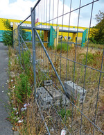 Abb. 6: Mauereidechse im Lebensraum (Hannover, Niedersachsen).