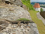 Abb. 7: Gebietsfremde Mauereidechse in Passau