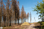 Abb. 14: Klimawandelbedingter Trockenstress bewirkt das flächige Absterben von Wäldern wie in diesem Fichtenforst im Eggegebirge. Damit werden Annahmen zu sukzessive weiter wachsenden Holzvorräten in Wäldern zunehmend infrage gestellt.