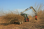 Fig. 11: Only a few years ago, the establishment of short rotation coppice (SRC) plantations in Germany for the production of biomass for energy was considered an important way to implement the energy transition and close a “wood gap” of 30 million m<sup>3</sup>by 2020 predicted by forestry circles. Various studies identified potential sites for establishing SRC plantations of 2 to 4 million ha. The status of this project is now clear: after a short-lived euphoria, there are currently less than 6,000 ha and the tendency is for this to decline further.