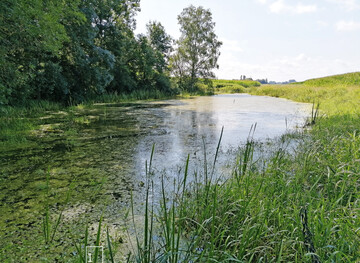  1 Das neue Zuhause der Europischen Schlammpeitzger 
