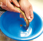 2 Martin Szyja streift den Rogen eines Schlammpeitzger-Weibchens ab.