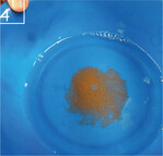 4 Befruchteter Schlammpeitzgerrogen