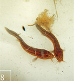 8 In diesem Stadium sind die jungen Schlammpeitzger bereit, in das Besatzgewässer umzuziehen.