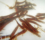 9 In diesem Stadium sind die jungen Schlammpeitzger bereit, in das Besatzgewässer umzuziehen.