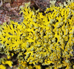 Gewöhnliche Leuchterflechte (Candelaria concolor)