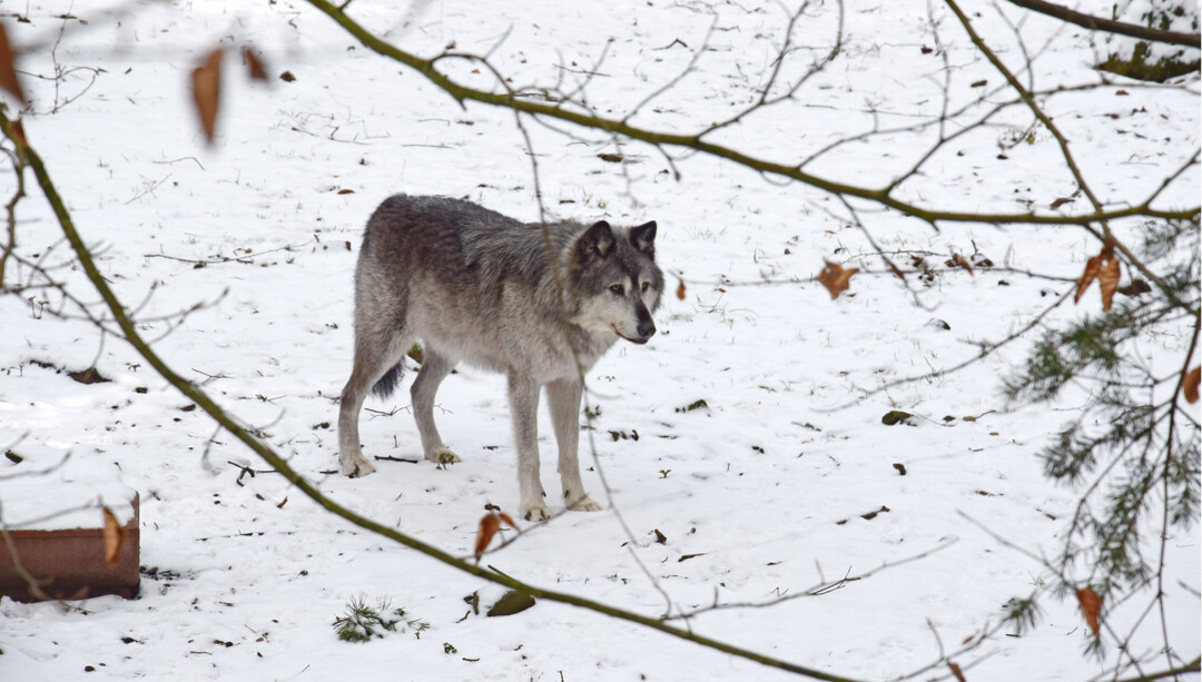 Wolf im Schnee
