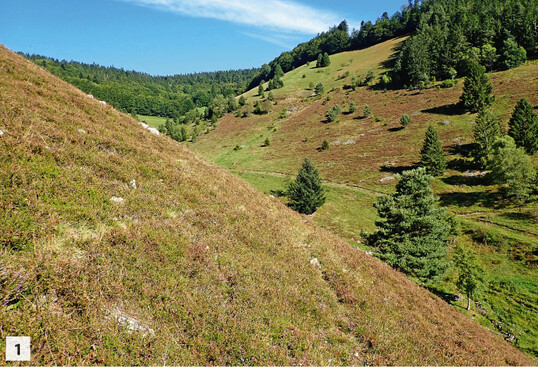 Abb. 1: Landschaftsbild mit Trockener Heide an sehr steilen, flachgrndigen Hngen auf circa 850 m NN.