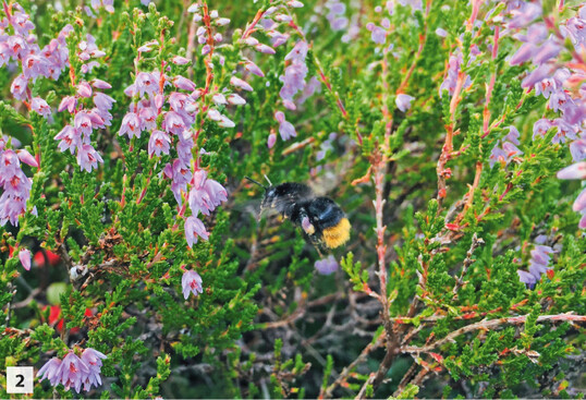 Abb. 2: Das Heidekraut (auch Besenheide, Calluna vulgaris) ist Kennart oder dominante Art von sieben Lebensraumtypen der FFH-RL (LRT 2140, 2150, 2310, 2320, 4010, 4030, 5130b). C. vulgaris ist spätblühend und ein wichtiger Nektarspender für diverse Blütenbesucher. Es durchschreitet vier Entwicklungsphasen: 1. Pionier- (bis circa 10 Jahre), 2. Aufbau- (bis circa 15 Jahre), 3. Reife- (bis circa 25 Jahre), 4. Altersphase (bis circa 40 Jahre). Dabei verschiebt sich die Zusammensetzung der vergesellschafteten Biozönosen (Gimingham 1975).