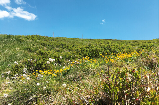Abb. 9: Von Heidelbeere (Vaccinium myrtillus) dominierte Trockene Heide mit damit verzahntem Quellbereich mit blühender Sumpfdotterblume (Caltha palustris) und fruchtendem Scheidigem Wollgras (Eriophorum vaginatum). Links ist eine einsetzende Vergrasung durch Wald-Rispengras (Poa chaixii) zu erkennen.