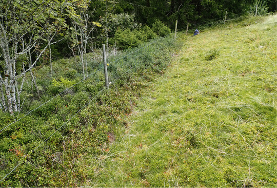 Abb. 11: Einfluss der Beweidung auf Zwergsträucher; links (außerhalb der Rinderweide): fortgeschrittene Brache eines ehemaligen Borstgrasrasens; rechts (innerhalb Weide): Borstgrasrasen mit nur noch vereinzelten Zwergsträuchern. Der Bereich rechts war in der Vorkartierung (2018) noch als LRT 4030 klassifiziert. Heidekrautsträucher reagieren schnell auf zu starken Verbiss und Viehtritt, die Preiselbeere auch auf die direkte Einwirkung von Faeces (Schwabe 1990). Das sind die Gründe, warum eine Änderung des Beweidungsmanagements die Deckung der Zwergsträucher rasch beeinflusst.
