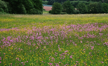 Sumpfdotterblumenwiesen sind typischerweise blten- und artenreich