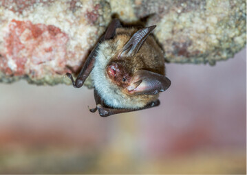 Eine Bechsteinfledermaus hngt in ihrem Quartier.