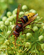 2) Die Europäische Hornisse ist etwas größer als ihre asiatische Verwandte und trägt eine charakteristische gelb-schwarze Zeichnung.