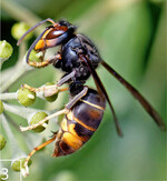 3) Direkter Vergleich: die Asiatische Hornisse, ebenfalls an Efeu