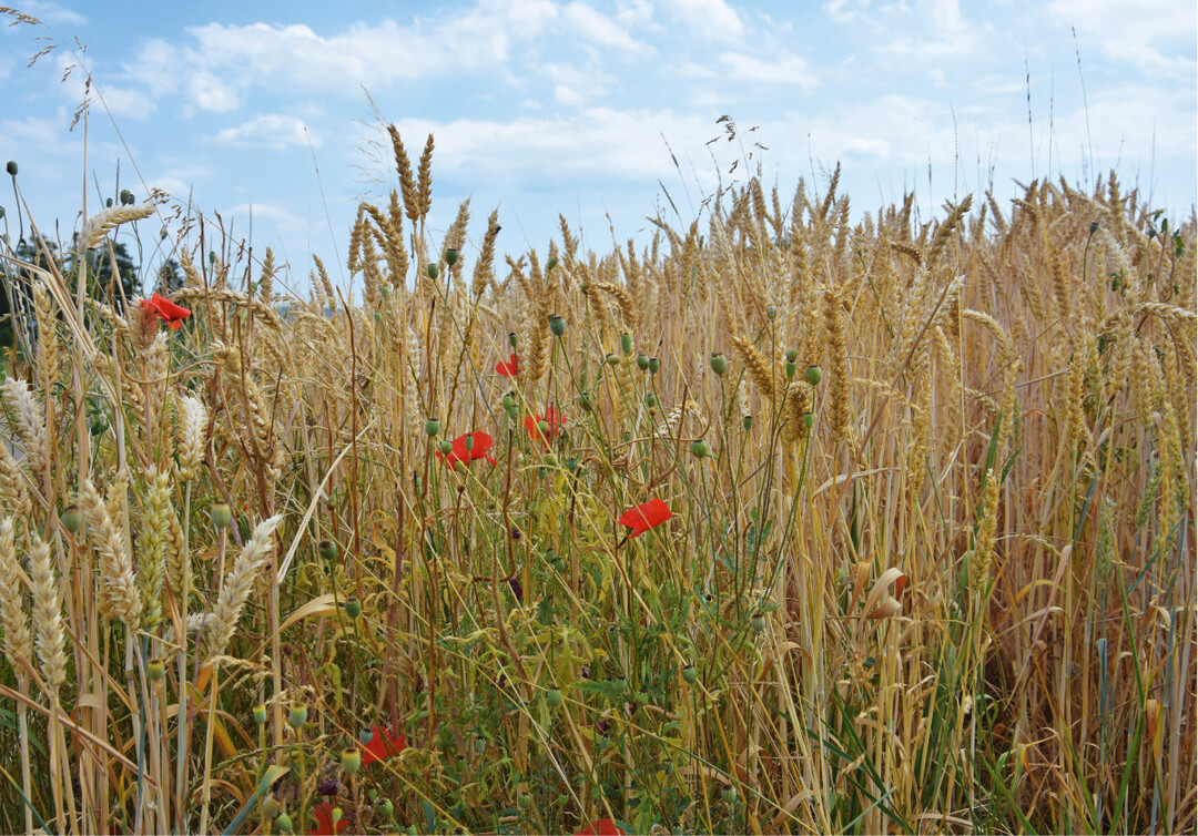 Getreide mit Klatschmohn
