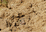 Foto 1: Aufgrund ihrer versteckten Lebensweise sind Knoblauchkröten schwer zu finden. Diese Jungkröte ist gerade dabei, sich nach dem Aussetzen in den Sand einzugraben.