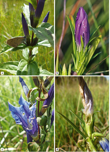 Abb.1: Das Weibchen des Enzian-Ameisenblulings (Phengaris alcon ) heftet seine Eier offen auf die geschlossenen Blten der Frapflanzen (a und b). Nach dem Schlupf nagen sich die Raupen ins Innere der Enzianknospen und bohren sich dort meist sofort in den Fruchtknoten ein, wo sie zunchst die Samenanlagen und spter die sich entwickelnden Samen fressen (c und d).