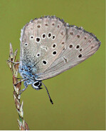 Abb. 4: Enzian-Ameisenbläulinge zeigen wie Helle Wiesenknopf-Ameisenbläulinge (Phengaris teleius ) eine angedeutete parallele Fleckenreihe unmittelbar vor dem Flügelsaum. Diese tritt ansonsten nur noch beim Thymian-Ameisenbläulingen (P. arion ) auf, deren Unterseiten jedoch viel größere und prägnantere Flecke zeigen.