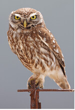 Abb. 6: Das Anbringen von Nisthilfen stellt für den Steinkauz(Athene noctua) eine hoch geeignete CEF-Maßnahme dar. In der Regel ist eine Kombination mit Verbesserungen der Nahrungshabitate erforderlich.