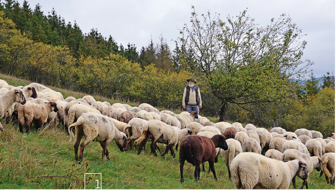 Beim Weidegang hat Gnther Czerkus seine Tiere immer im Blick.