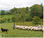 Beim Weg auf die Tagesweide folgen die Schafe ihrem Hirten und dem Hund Fritz willig.