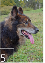 Der alte Schäferhund Fritz kennt seine Aufgaben genau.