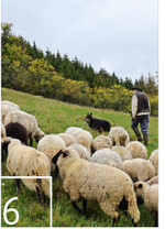 Gemeinsam mit dem Schäfer zieht die Herde zur heutigen Futterfläche.