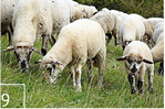 Von der Fotografin lassen sich die Schafe nicht beim Fressen stören.
