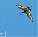 Die Uferschnepfe ist eine der Zielarten des Projekts.