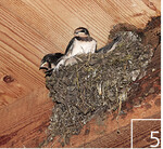 Zahlreiche Mehlschwalben nisten in den Vogelbeobachtungstürmen rund um den See.