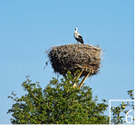 Die Nisthilfen in Dörfern und an einzelnen Gehöften nutzen die Storchenpaare gern. Sie kehren jedes Jahr zu ihren Horsten zurück.