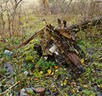 2 Der umgestürzte Baum offenbart: Auch hier verbirgt sich eine alte Müllkippe mitten im Naturschutzgebiet.