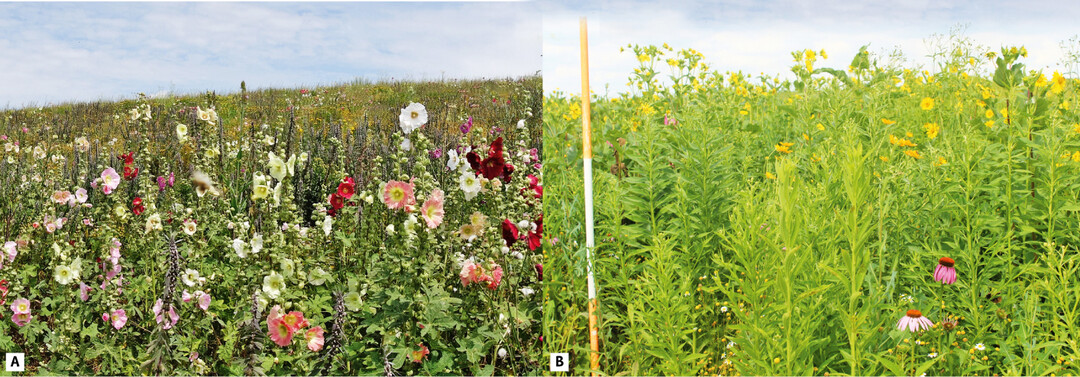  Abb. 2. Blte des Hanfmix (A) im fnften Standjahr und des Prriemix (B) im dritten Standjahr 