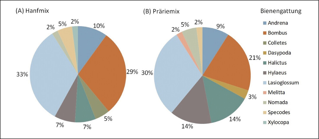 Abb. 6. Vorkommen und Anteil einzelner Wildbienengattungen an der Gesamtartenzahl auf Flchen mit der Wildpflanzenmischung (A) Hanfmix und (B) Prriemix ber den gesamten Untersuchungszeitraum von 2016 bis 2018. 