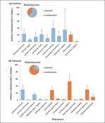 Abb. 7. Mittlere Individuenzahl (+ Stabw. = Standardabweichung) der beobachteten Wildbienen an heimischen und nichtheimischen Pflanzenarten des (A) Hanfmix und (B) Präriemix sowie das Verhältnis heimisch/nichtheimisch der Blütenbesuche gemittelt über die Anzahl der in der jeweiligen Mischung enthaltenen heimischen/nichtheimischen Pflanzenarten.