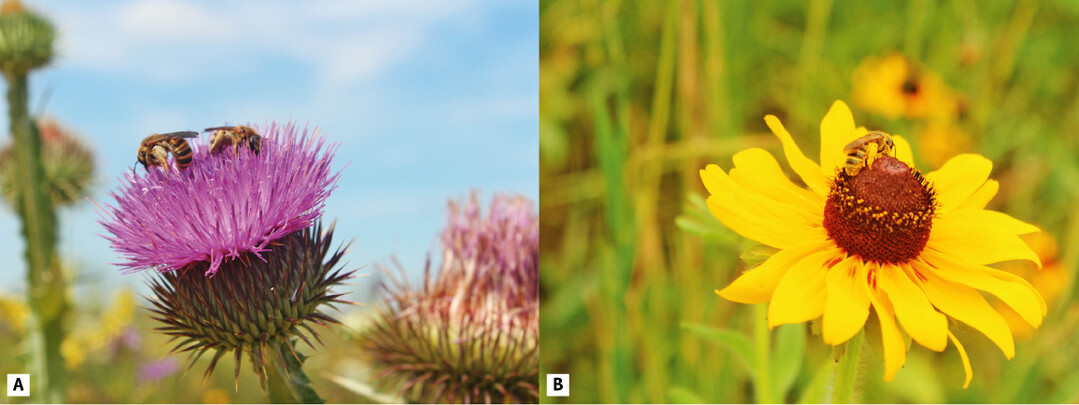  Abb. 8. Furchenbiene (Halictus scabiosae ) (A) auf Gewhnlicher Eselsdistel (Onopordum acanthium ) im Hanfmix und (B) auf Schwarzugiger Rudbeckie (Rudbeckia hirta ) im Prriemix. 