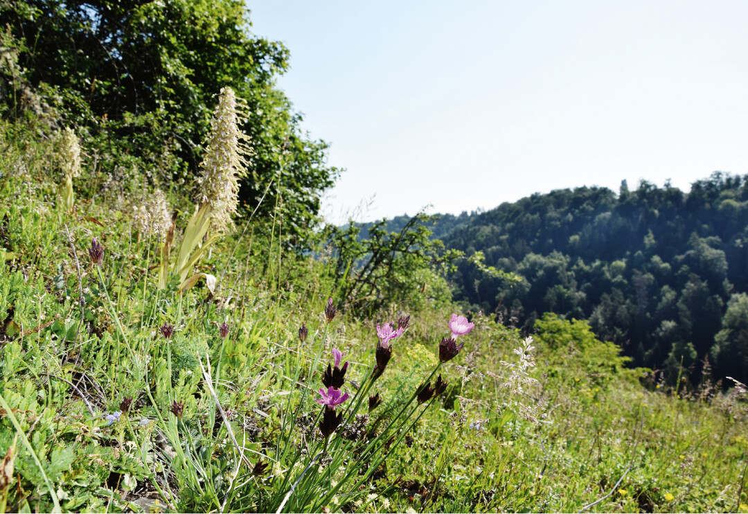  Artenreicher Kalk-Magerrasen mit Bocks-Riemenzunge (Himantoglossum hircinum) 