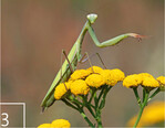 3 Die Gottesanbeterin schätzt die sonnen-exponierten, offenen Flächen.