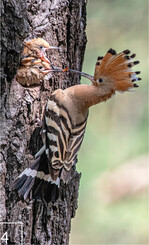 4 Der seltene Wiedehopf zieht im Wanninchen seine Jungen groß.